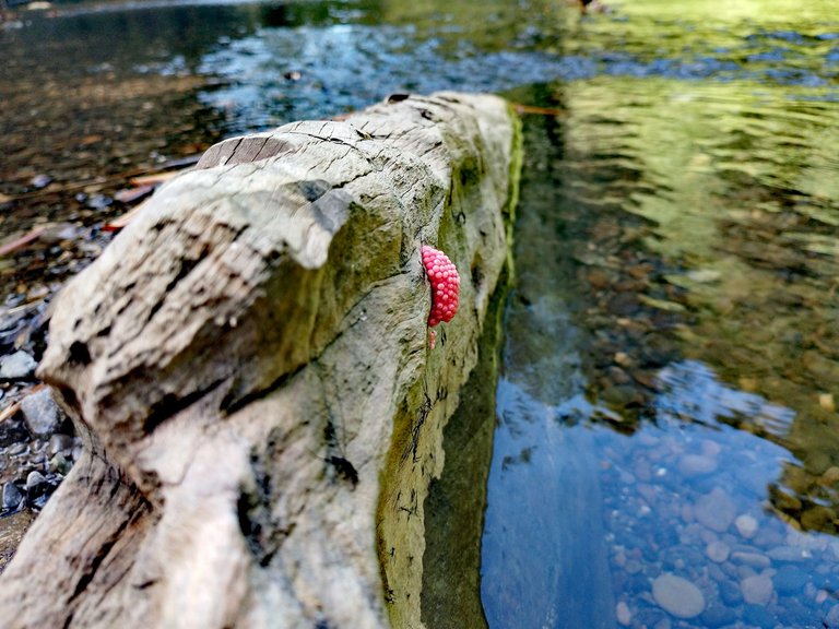 IMG_20250312_091519.jpg