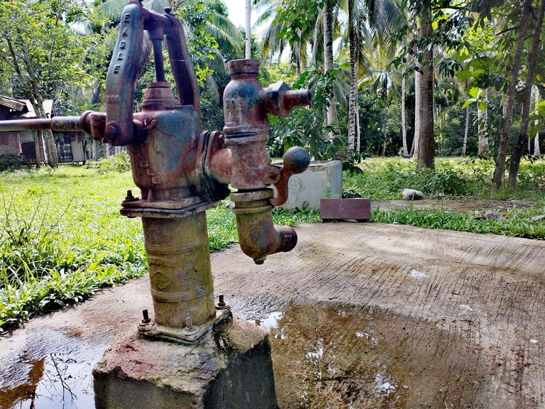 My Daily Post: "Nearly Restoration of Pond and Piggery and Checking of Fruit Trees  