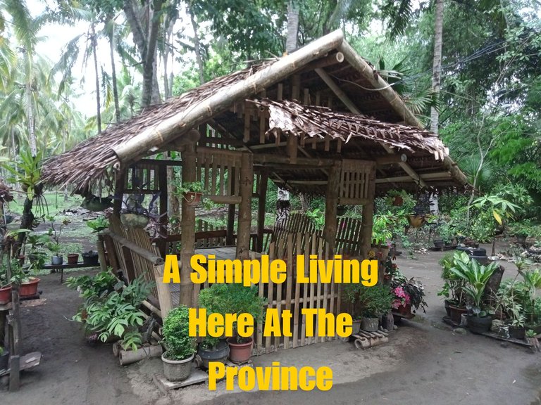 A Simple Living Here At The Province_20240606_181433_0000.png