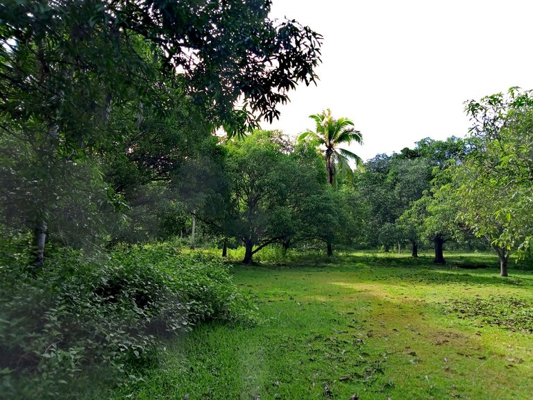 IMG_20250619_144424.jpg