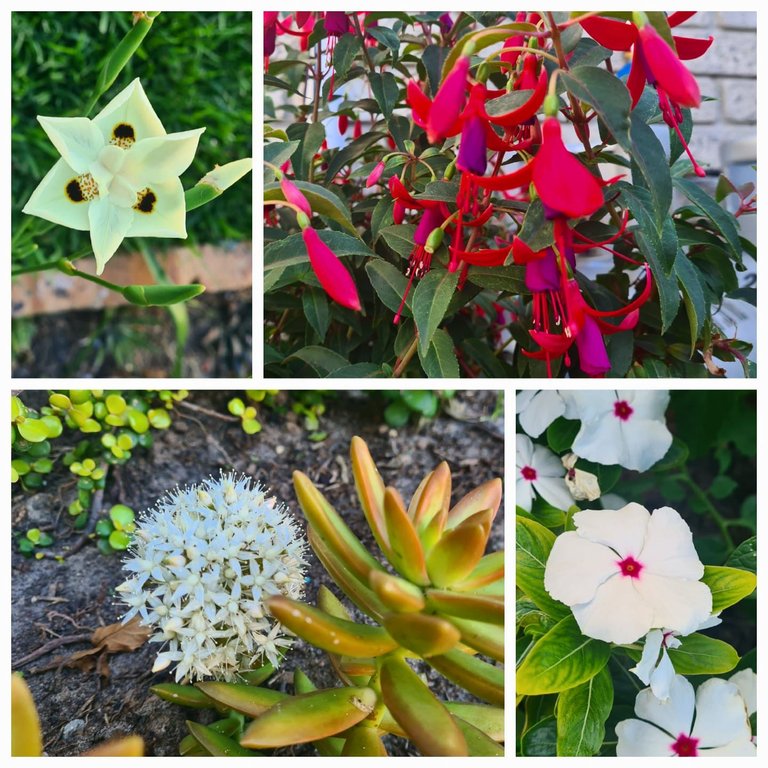 Garden Flowers.jpg