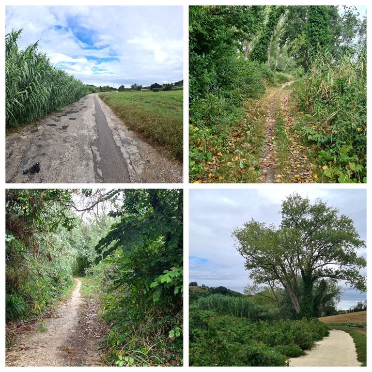 WalkCollage.jpg