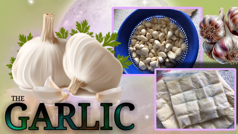 What do you do with a kilo of garlic? Was macht man mit einem Kilo Knoblauch?
