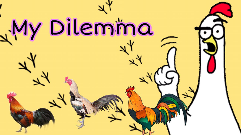 My dilemma: Which chicken breed should I get? And what is my top bargain of the month!