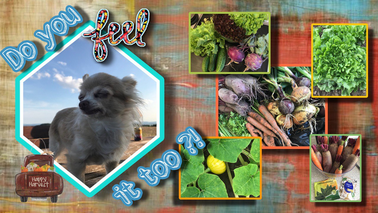 Now it's harvest time, the vegetables are fully ready. / Jetzt kommt die Erntezeit, das Gemüse ist voll bereit.