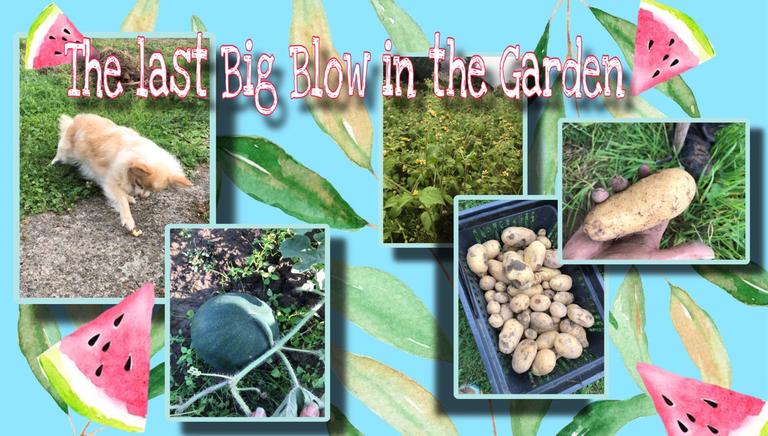 The last big blow in the garden./ Der letzte große Schlag im Garten.