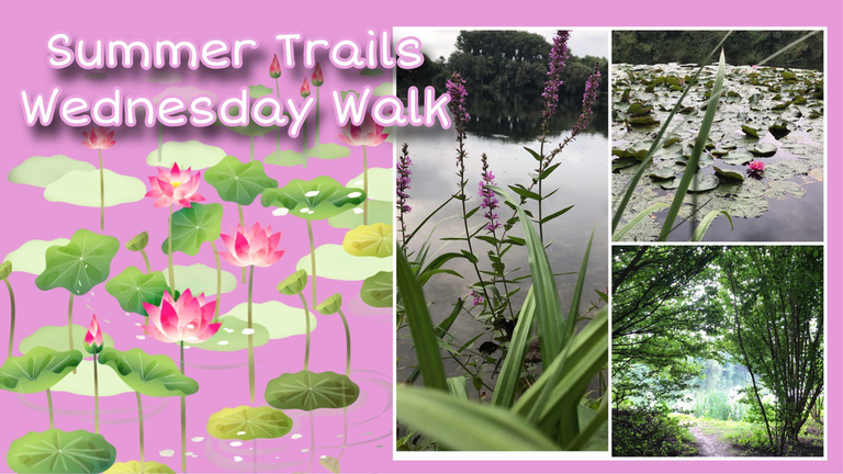 Summer trails Wednesday - Walk - The morning hours at the pond/ Sommerwege Mittwoch - Spaziergang - Die Morgenstunden am Teich