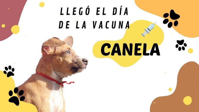 Canela.jpg