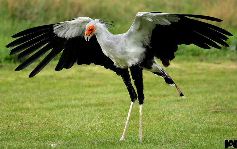 Secretary-Bird-nature.png