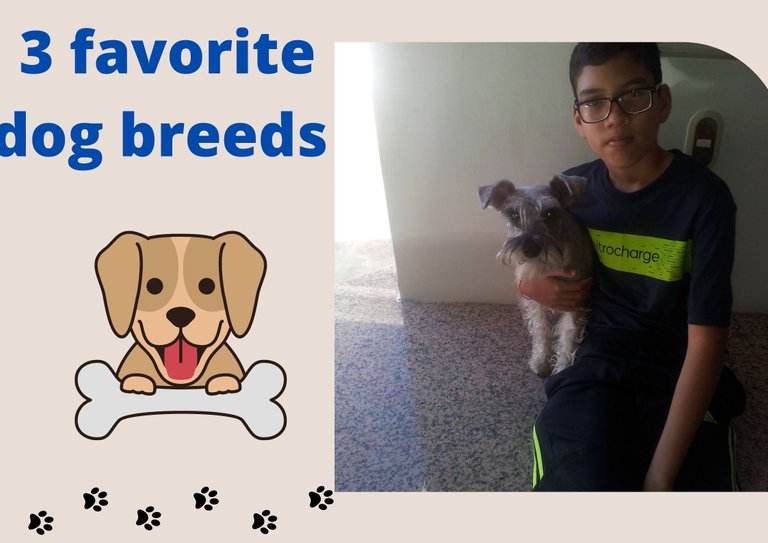 3 favorite dog breeds.jpg