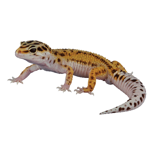 leopardgecko.png