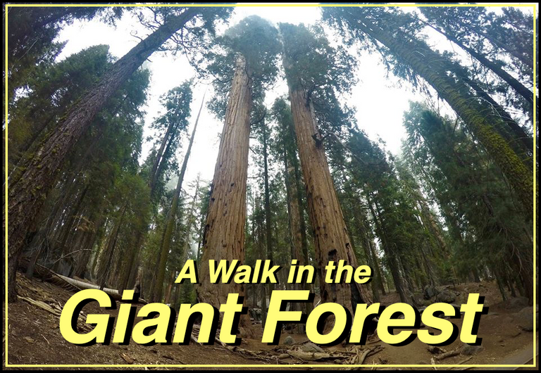 9yfVSxLZGiant20Forest20cover.png