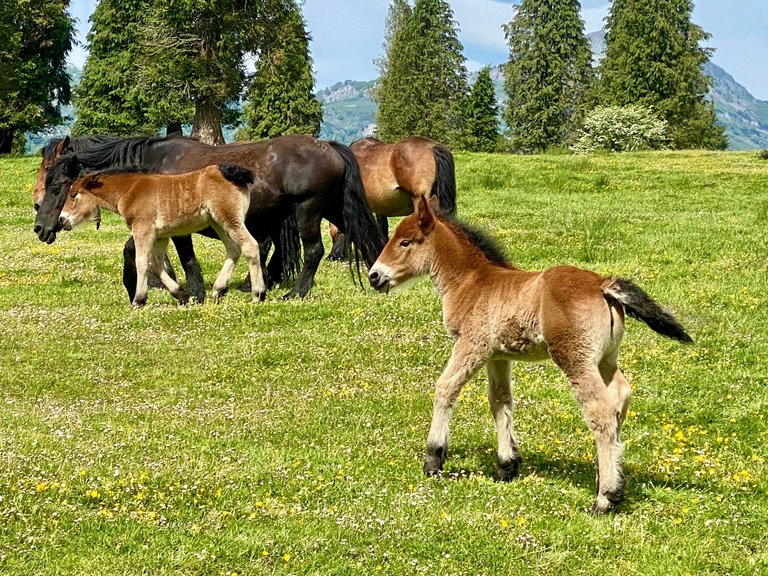 horses in the fields.jpg