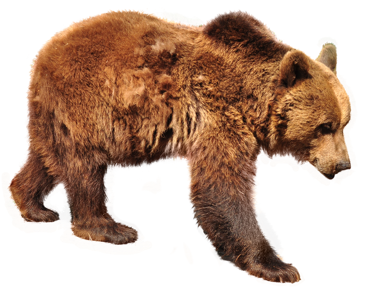 bear3208852_1280.png