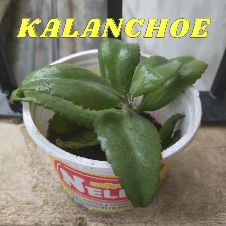 KALANCHOE.png