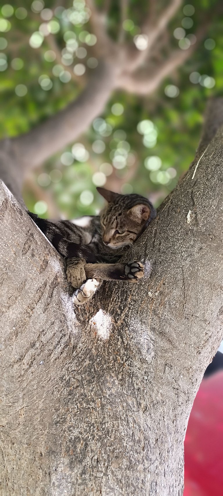Tree cat (2).jpg