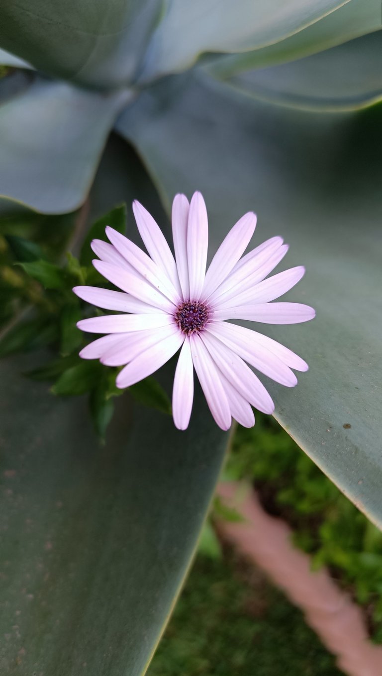 Garden flower.jpg