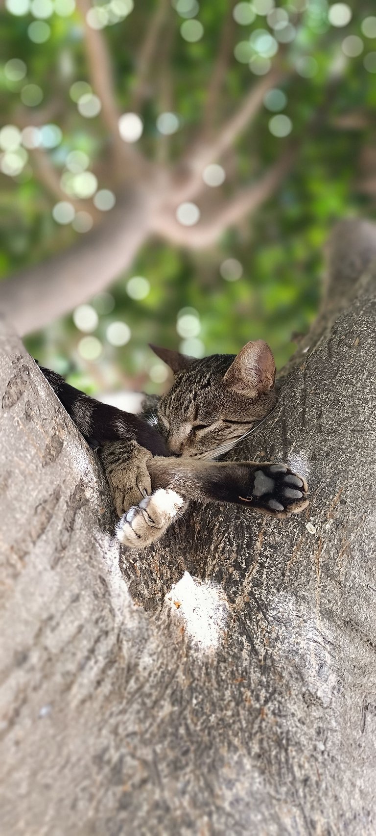 Tree cat (1).jpg