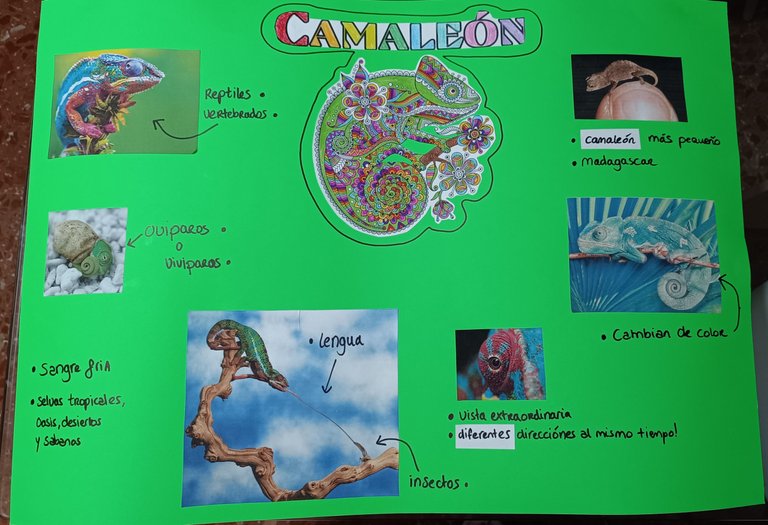 Chameleon presentation (1).jpg