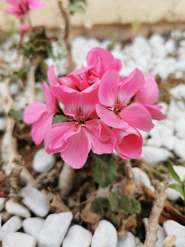 spring flower spain.jpg