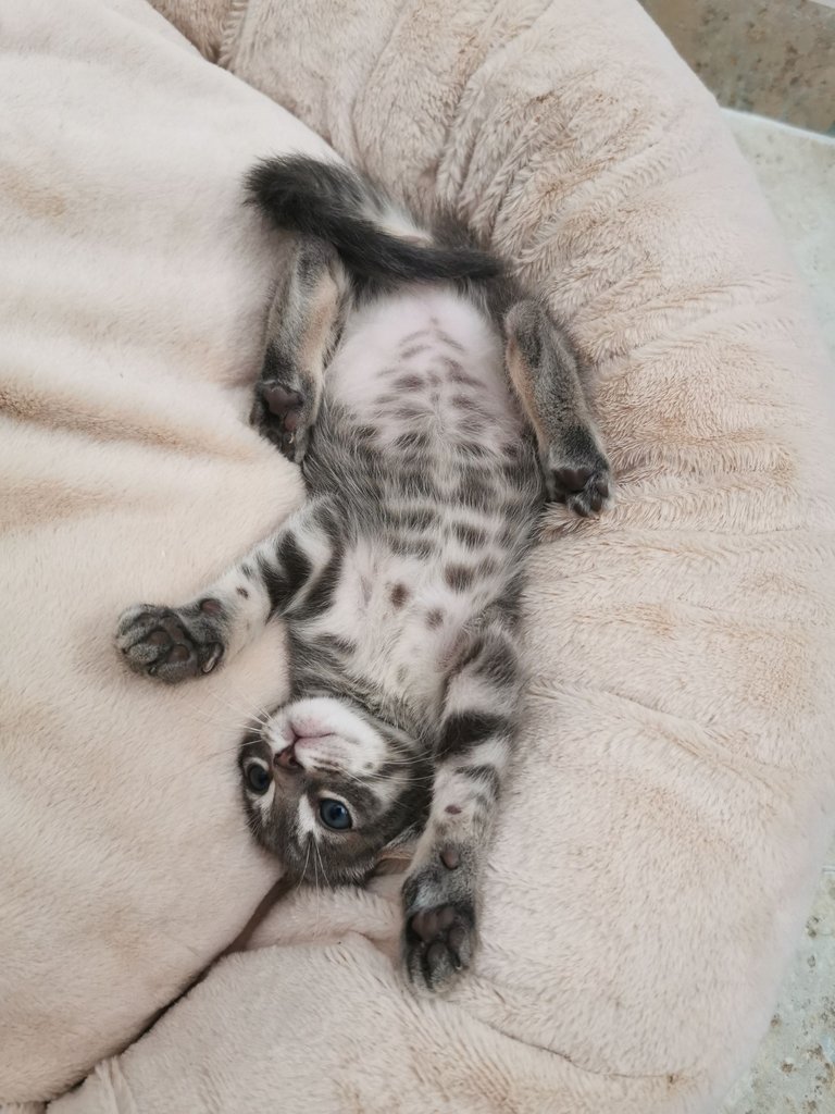 Garbanzo upside down.jpg