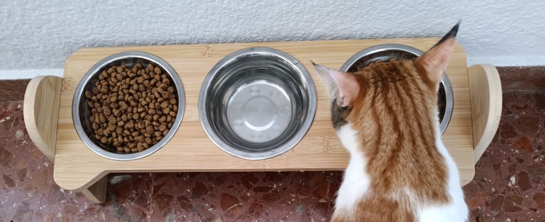 Elevated bamboo cat bowl system.jpg