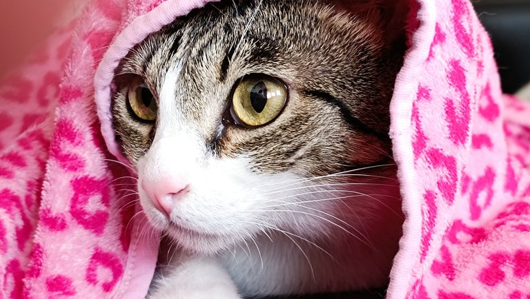 Cat hiding under blanket.jpg