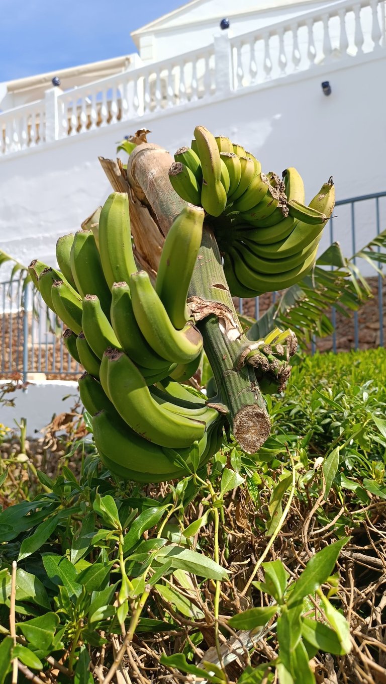 Bananas Nerja.jpg