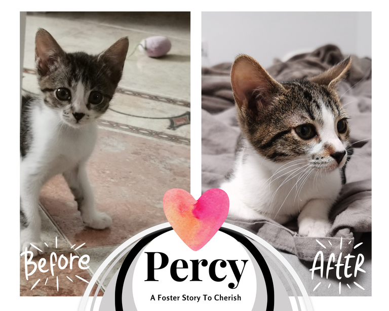 Percy - A foster story to cherish.png