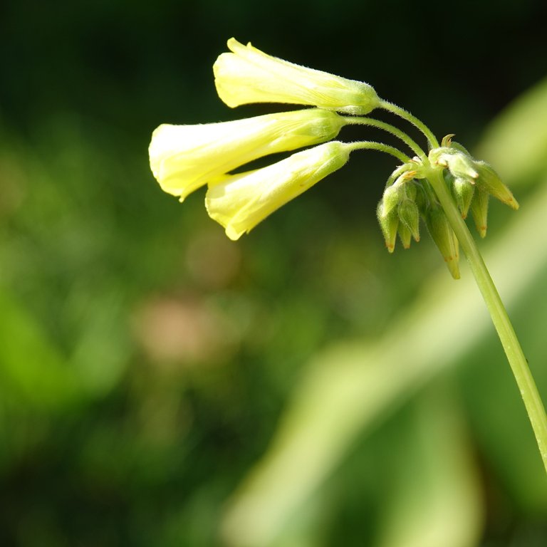 Bermuda buttercup - Nerja - December 2024.JPG