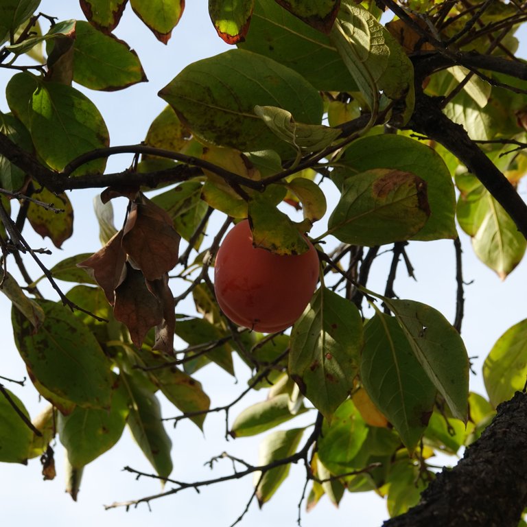 Unknown fruit tree.JPG