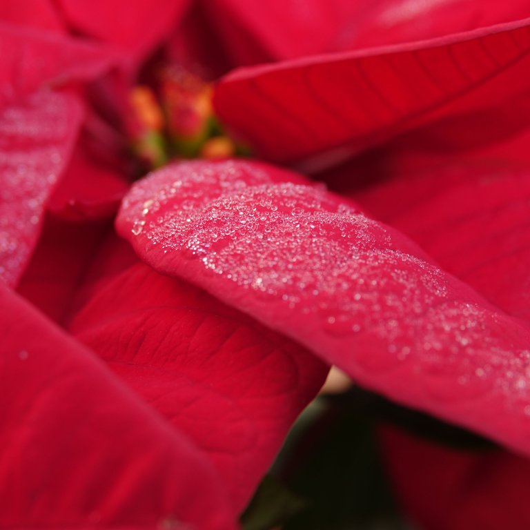 Euphorbia pulcherrima - Kerstster (10).JPG