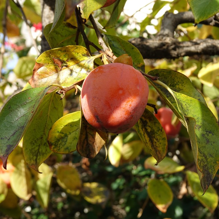 Suspected peach tree (1).JPG