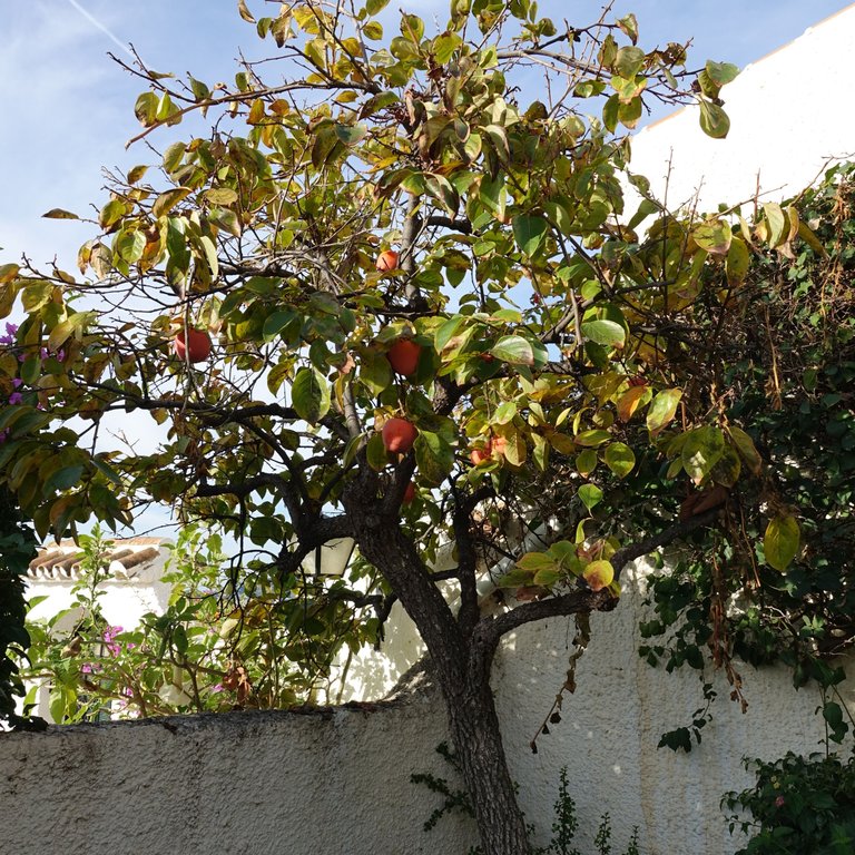 Suspected peach tree (2).JPG