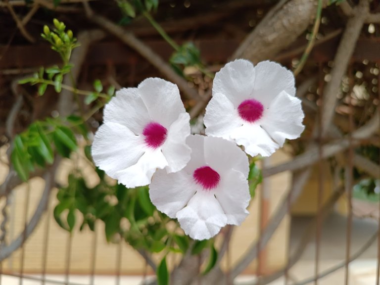 White and pink flowers.jpg