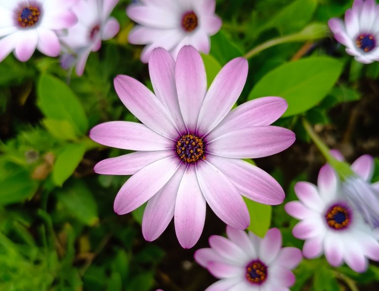 Pink with white flower.jpg