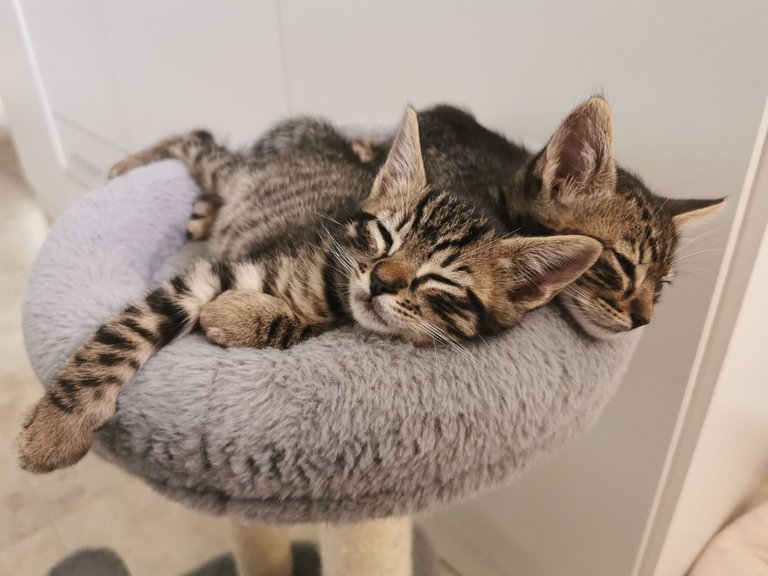 snoozing brothers.jpg