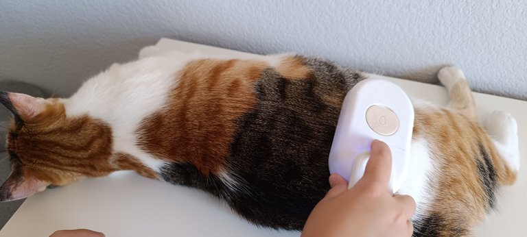 Cat hair removal steam brush (9).jpg