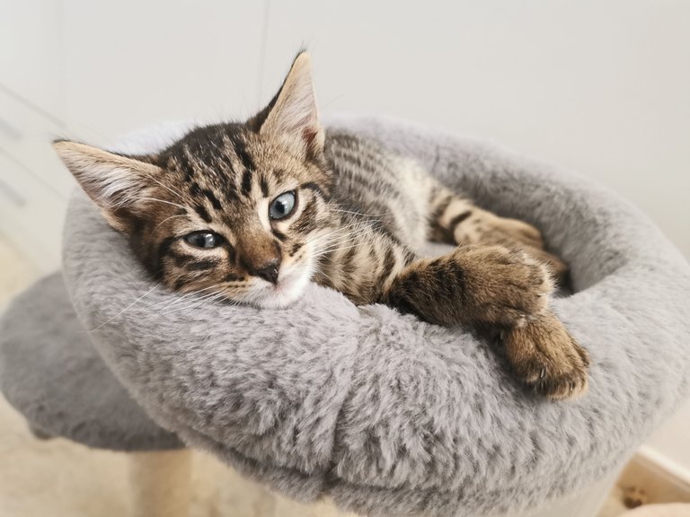 bundle of beans kittens.jpg