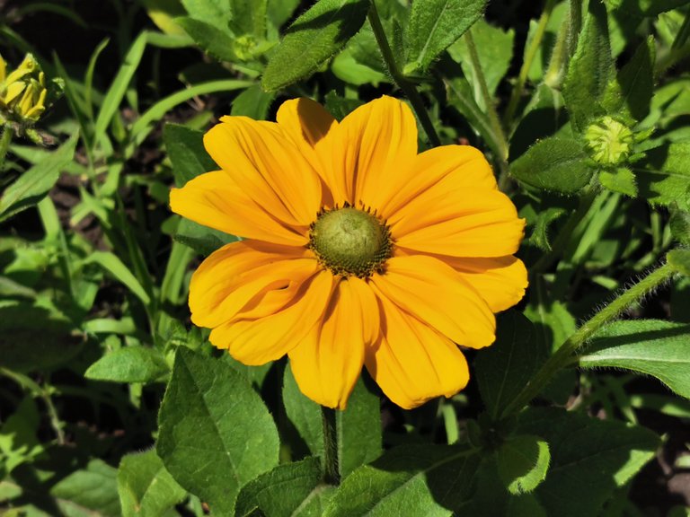 Yellow flower 1.jpg