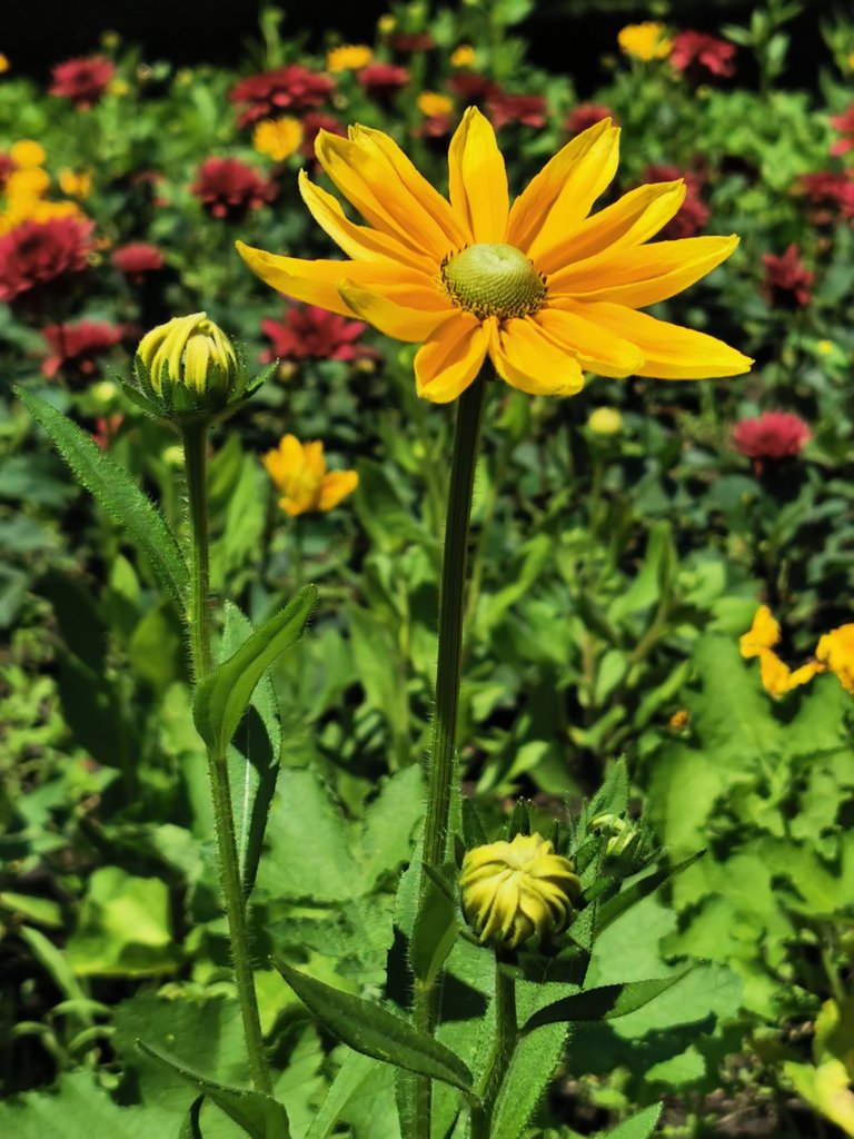 Yellow flower.jpg