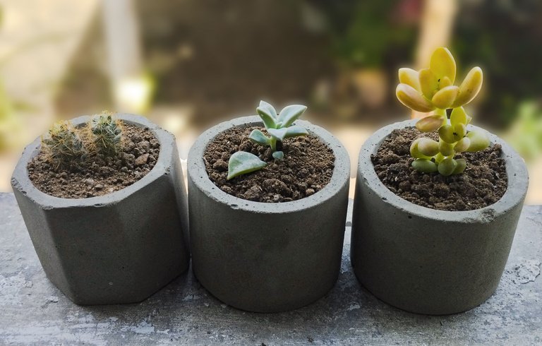 cactus.jpg