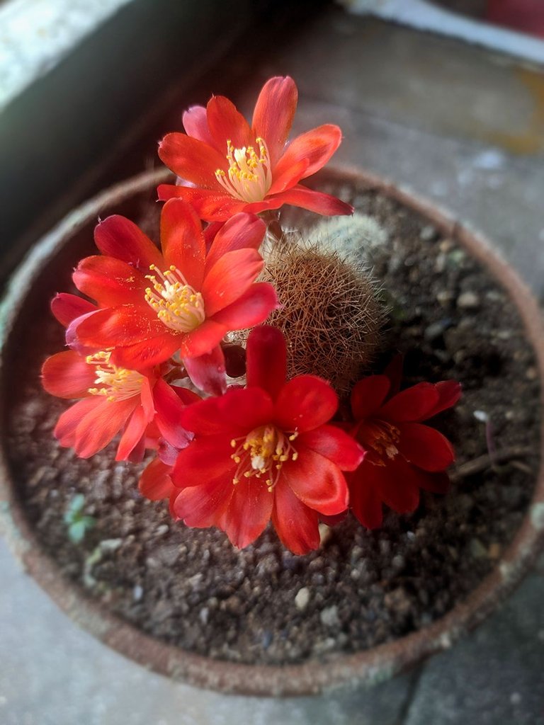 Todas las fotos fueron tomadas por mi con mi celular y editadas en Photoshop, fueron tomadas en el "Patio: Las Maravillas de Alicia" Referencia Nacional.  