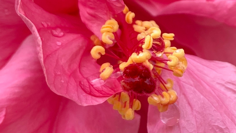 pink-flower-macro.png