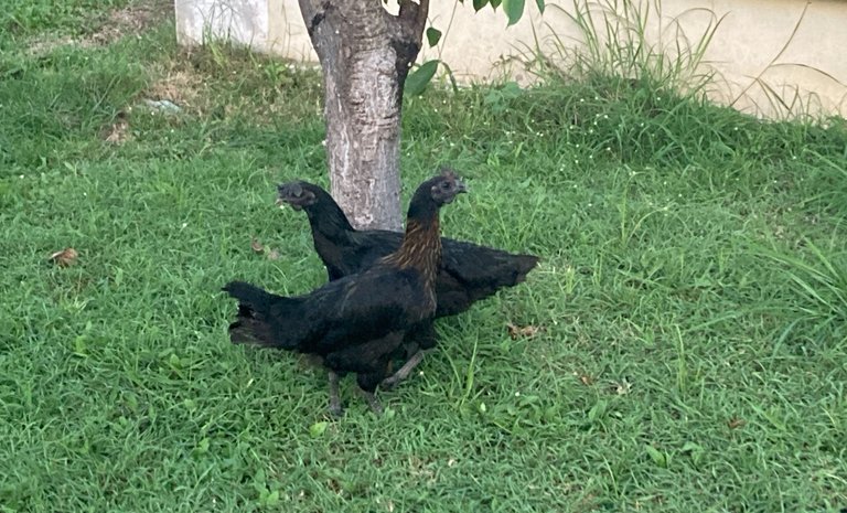 black-chickens.jpg