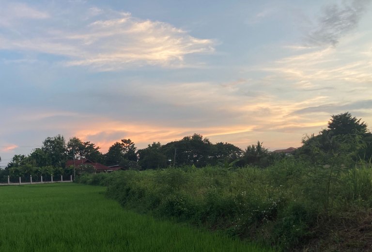 rice-field-sunset.jpg