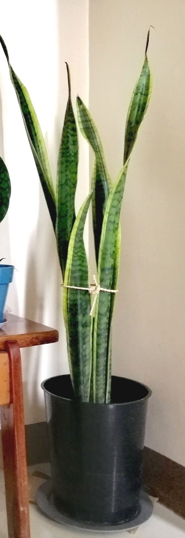 1Snakeplant.jpg