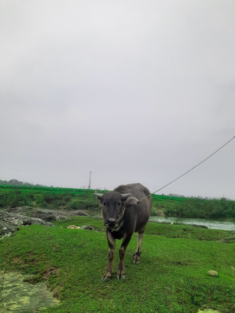  The proverb "The buffalo goes before the plow follows"