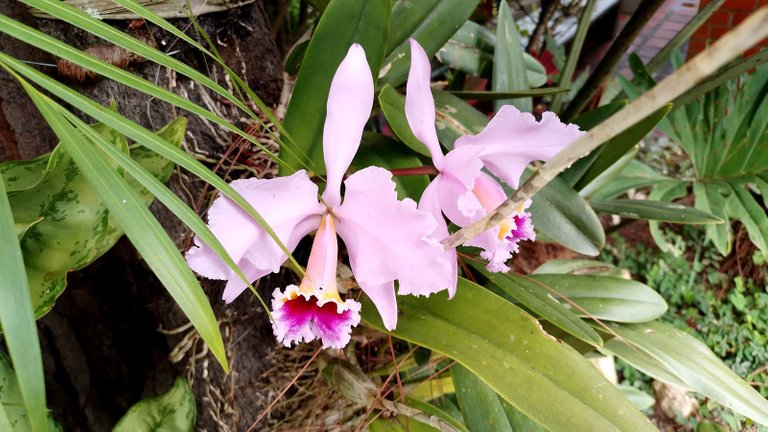 orquidea.jpg