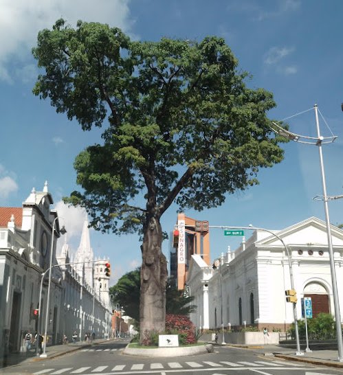 CEIBA DE SAN FRANCISCO.jpg